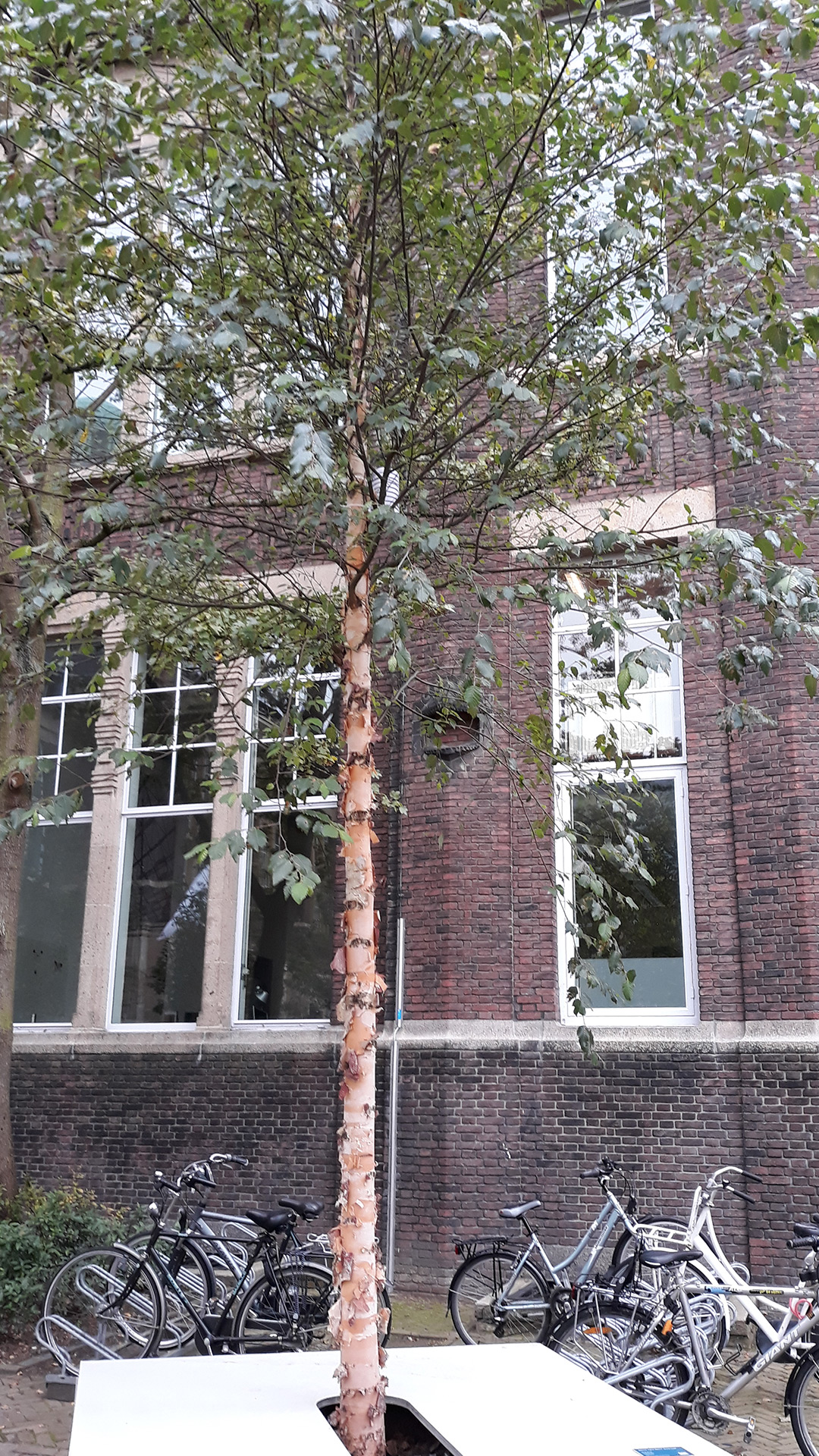 Betula nigra ‘BNTF’ Dura heat | Urban Forestry