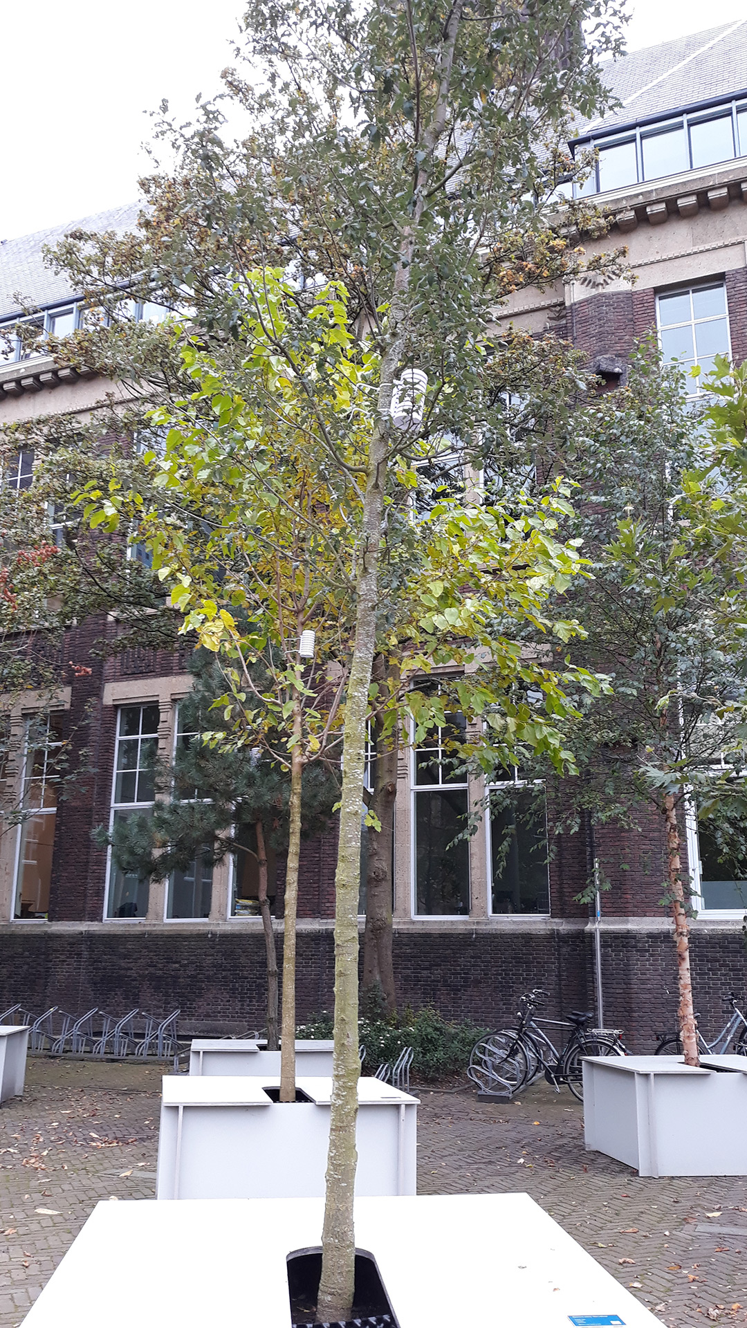 Quercus cerris ‘Marvellous’ | Urban Forestry