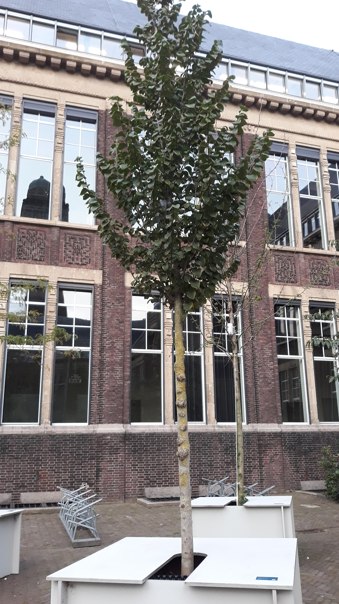 Ulmus ‘Clusius’ | Urban Forestry